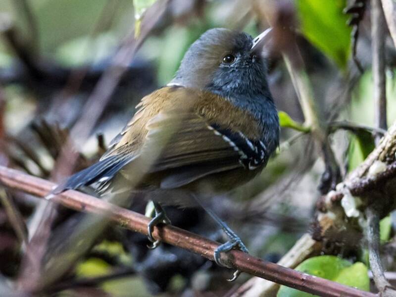 Gray-headed Antbird, Photos 3