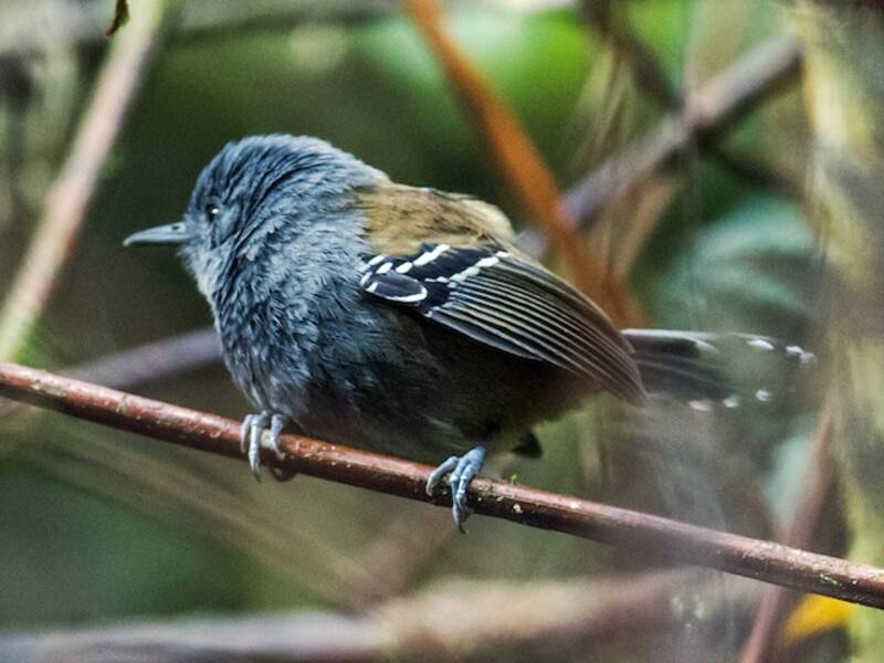 Gray-headed Antbird, Photos 2