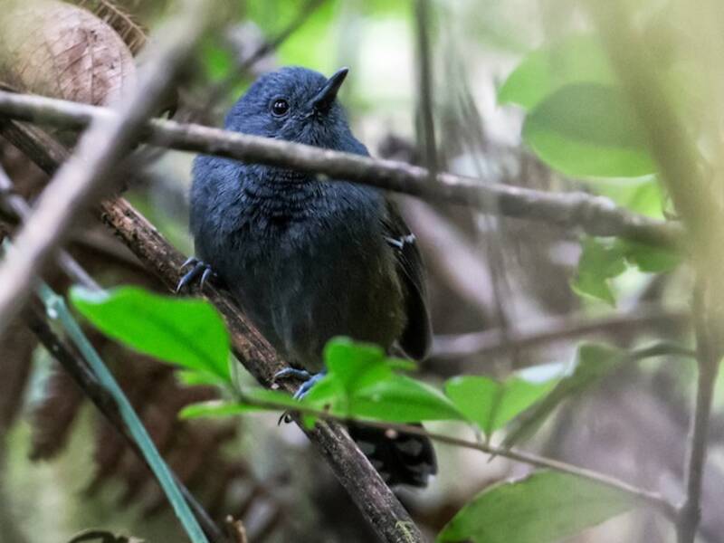 Gray-headed Antbird, Photos 1