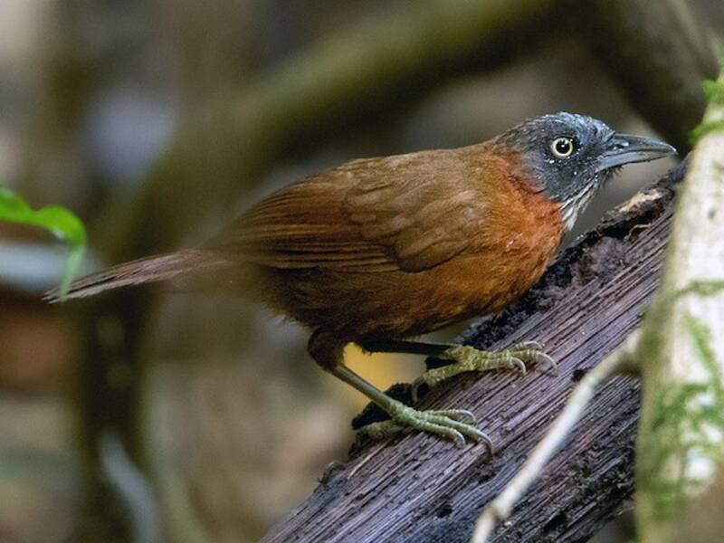 Gray-headed Babbler