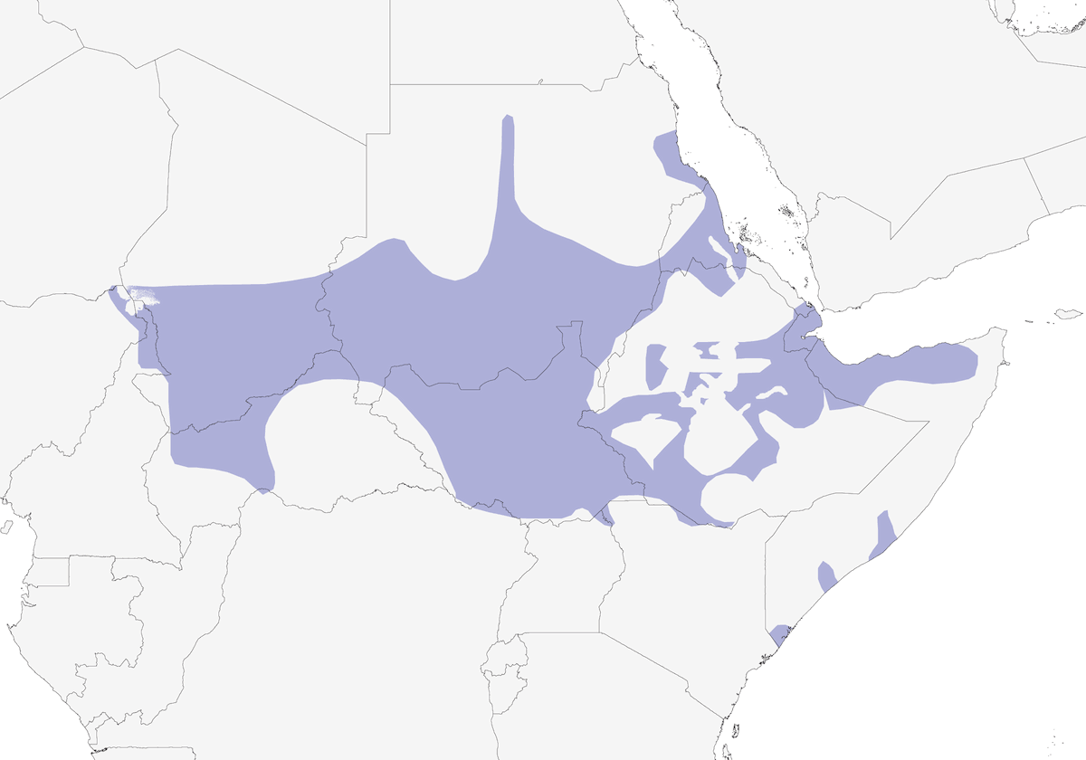 Batis Cabecigrís, Distribución 1