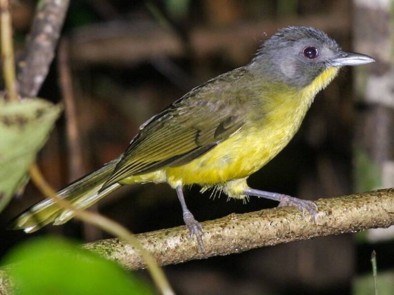 Bracconide testagrigia, Foto 3