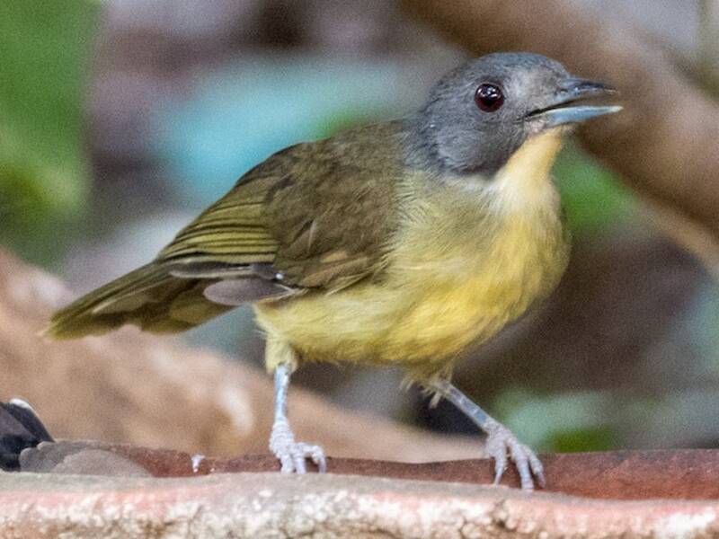 Bracconide testagrigia, Foto 2