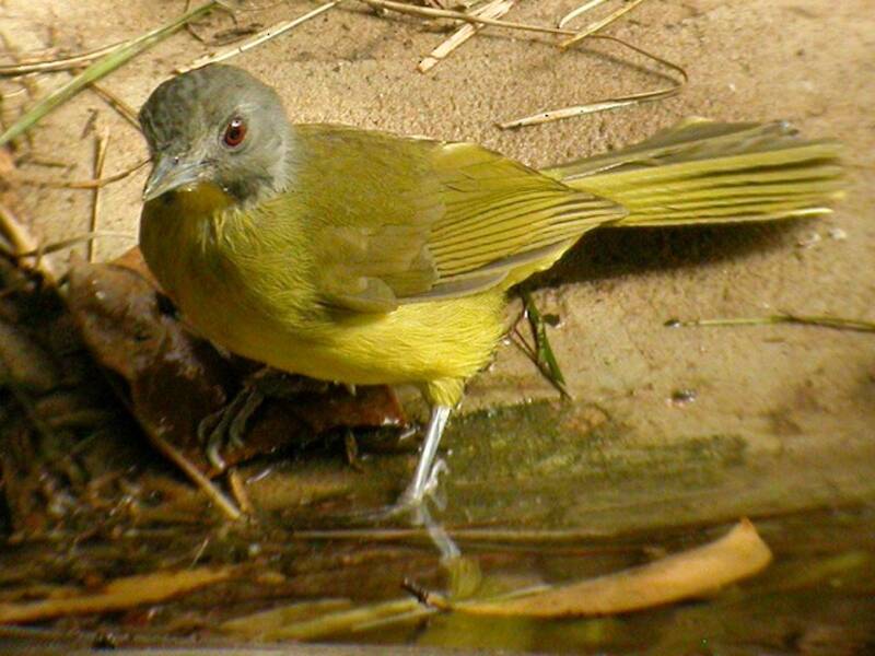 Gray-headed Bristlebill