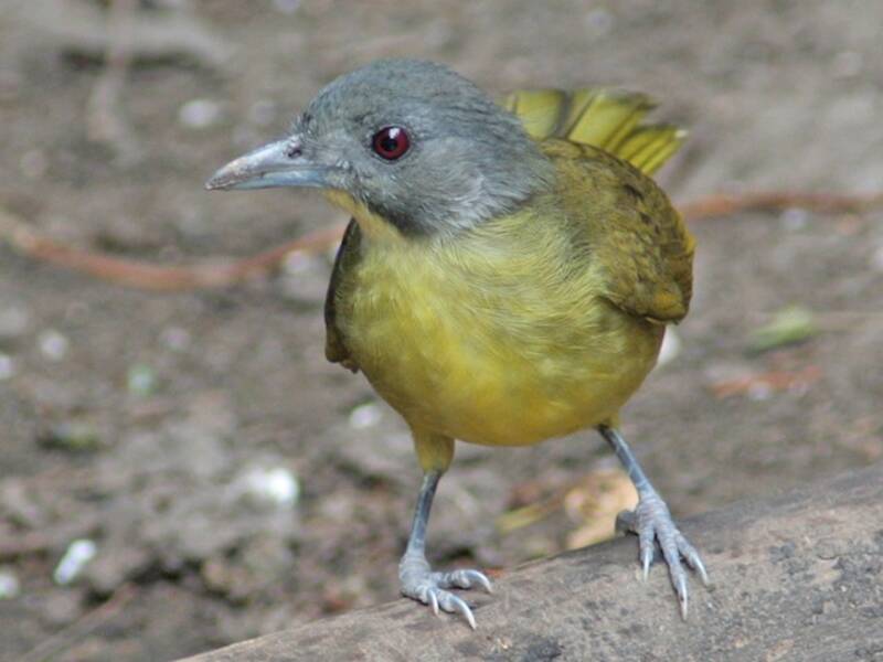 Bracconide testagrigia, Foto 4