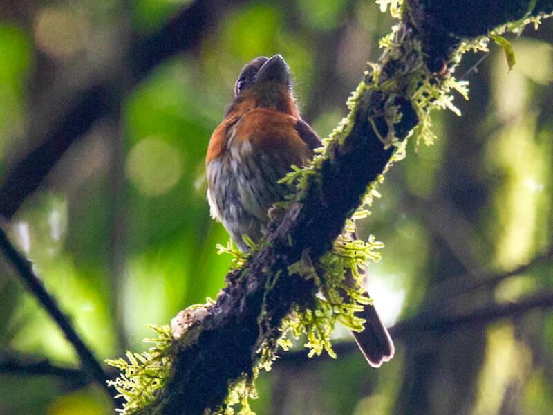 Eurylaime à tête grise