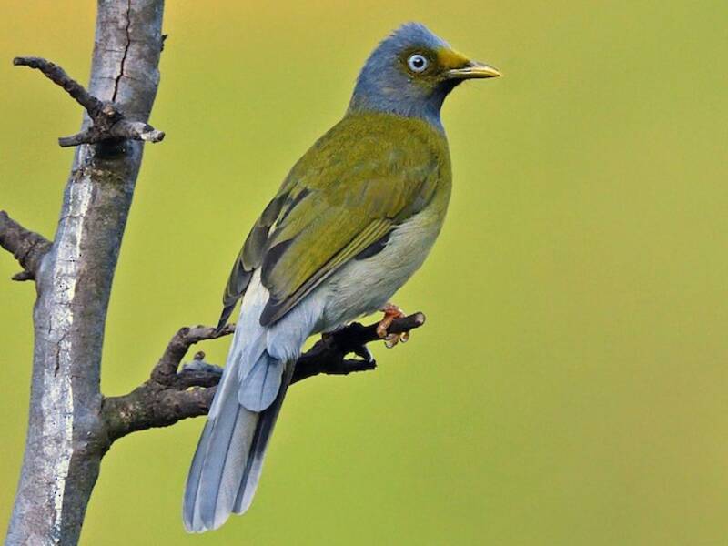 Gray-headed Bulbul, 照片 3