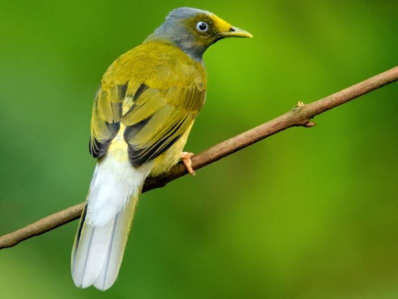 Gray-headed Bulbul, 照片 4