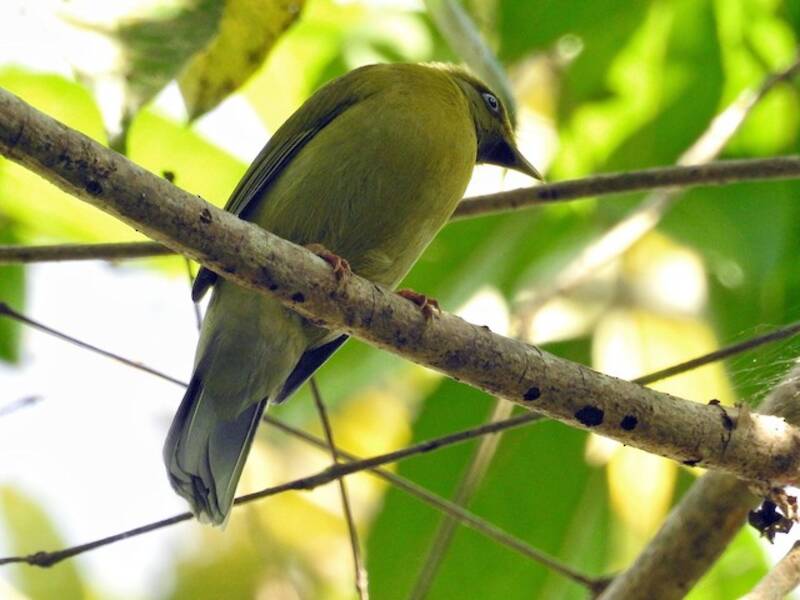 Gray-headed Bulbul, 照片 2