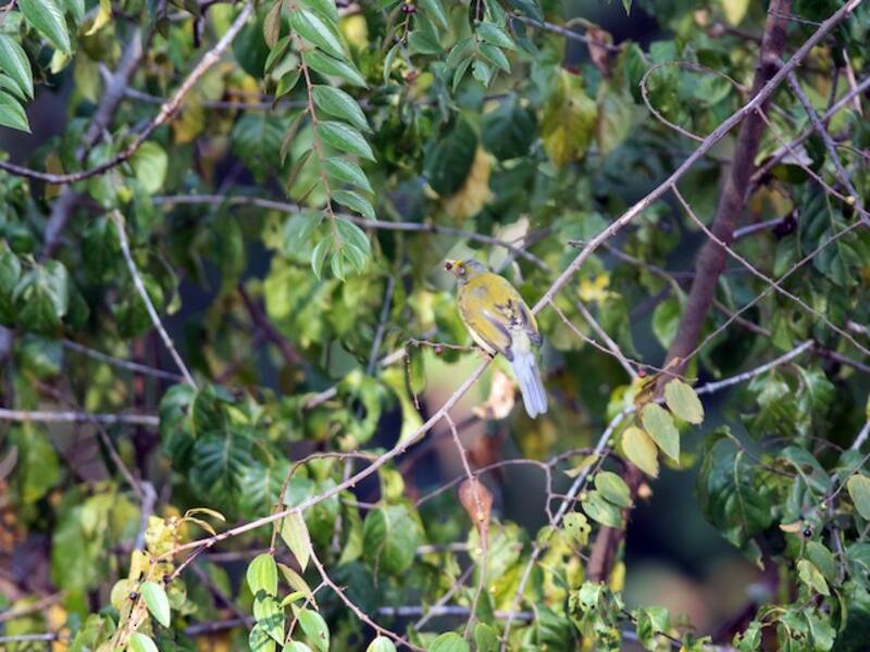 Gray-headed Bulbul