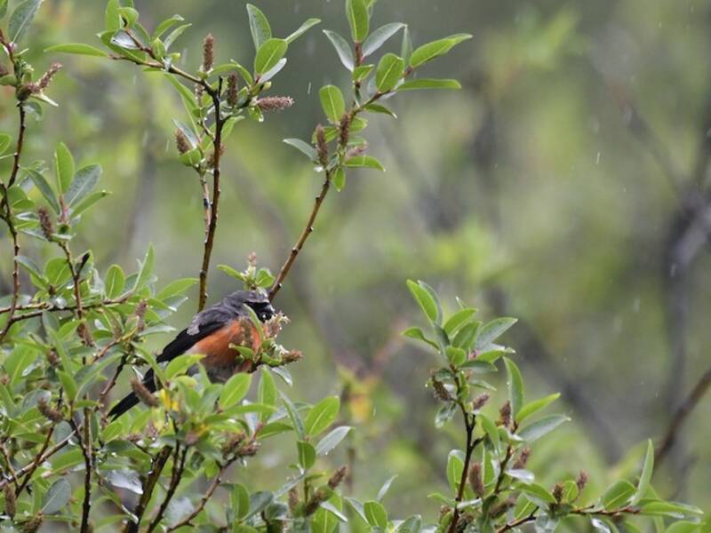 Camachuelo Cabecigrís
