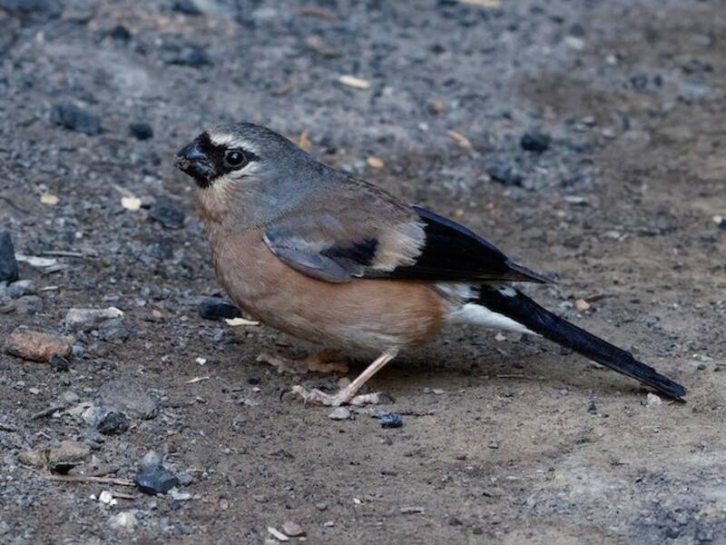 Camachuelo Cabecigrís, Fotos 4