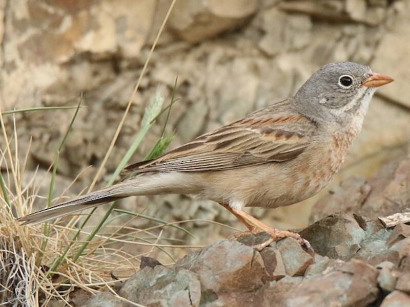 Bruant à cou gris, Photos 2