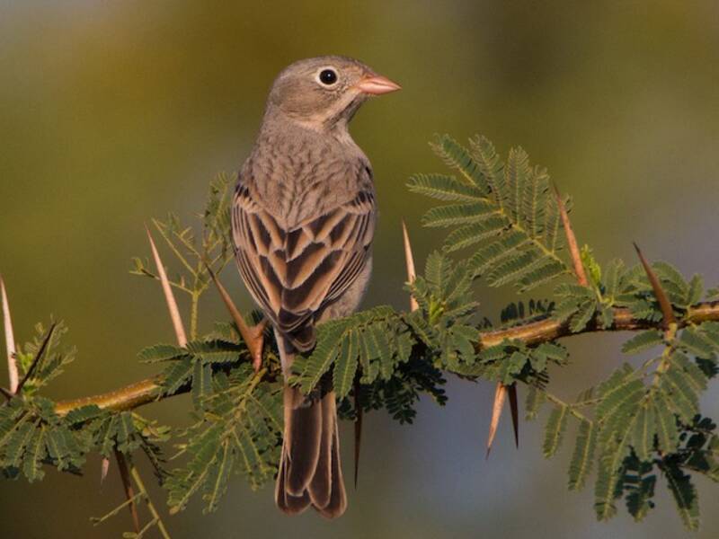 Bruant à cou gris, Photos 3