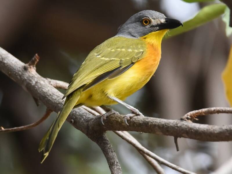 Malaconoto testagrigia, Foto 4