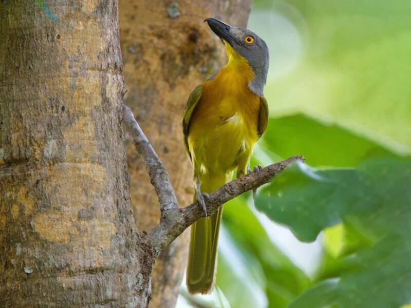 Malaconoto testagrigia, Foto 3