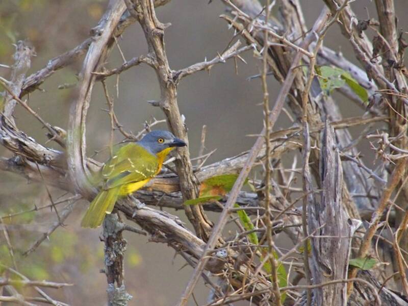 Gray-headed Bushshrike (Malaconotus blanchoti)