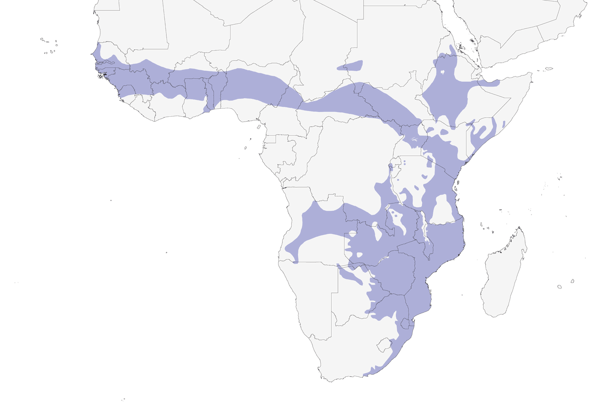 Malaconoto testagrigia, Distribuzione 1