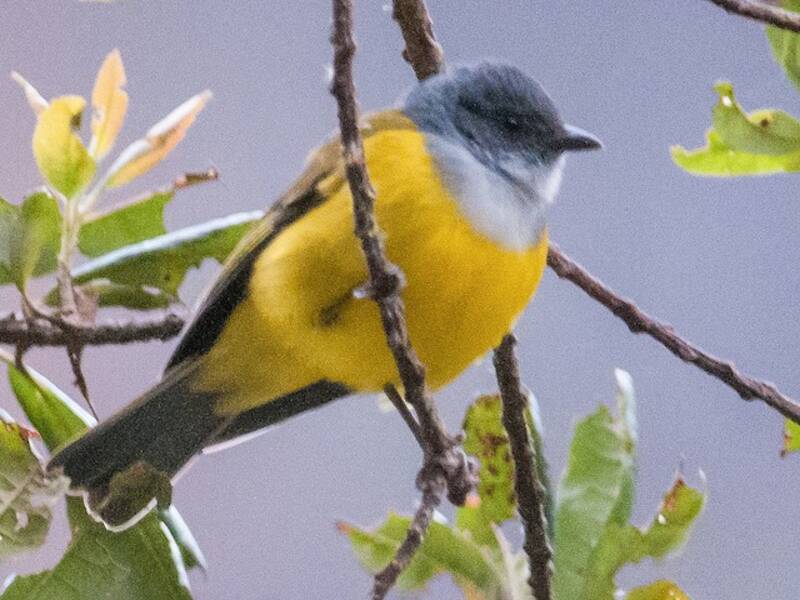 Tangara de Bosque Capuchigrís, Fotos 3