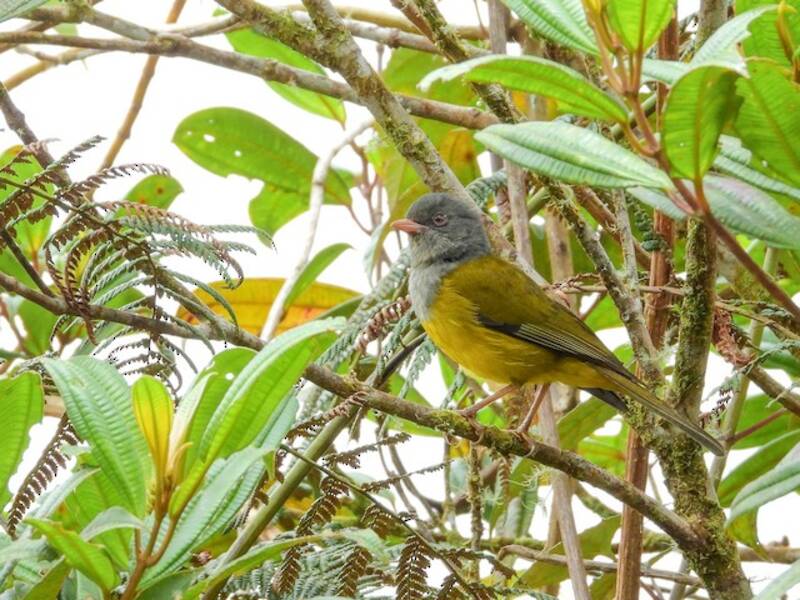 Tangara de Bosque Capuchigrís