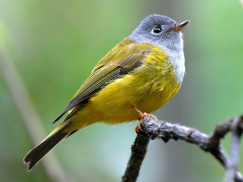 Gray-headed Canary-Flycatcher, Photos 3