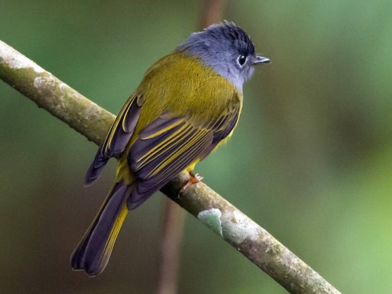 Gray-headed Canary-Flycatcher, Photos 4