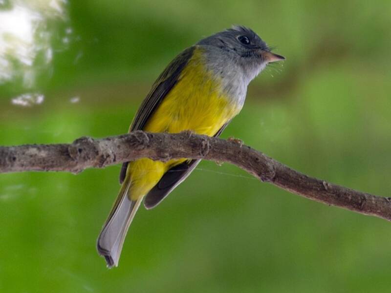 Gray-headed Canary-Flycatcher, Photos 2