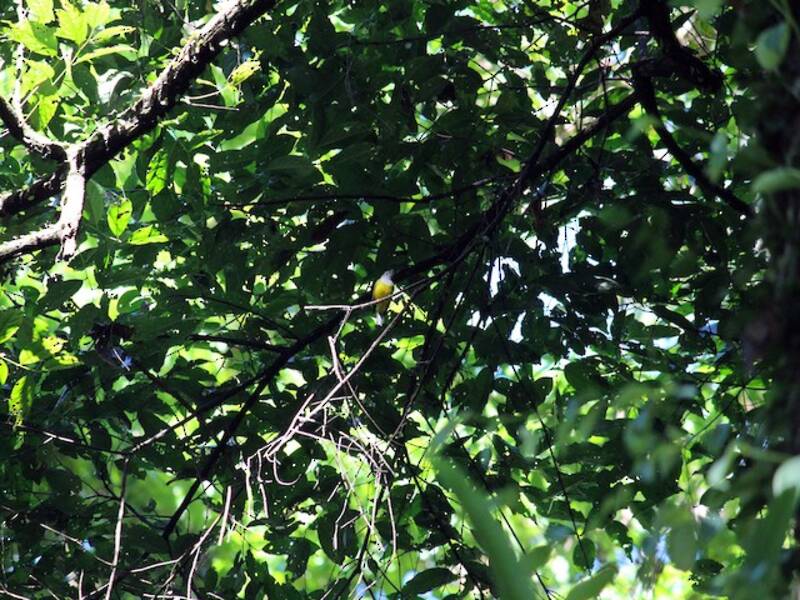 Gray-headed Canary-Flycatcher (Culicicapa ceylonensis)