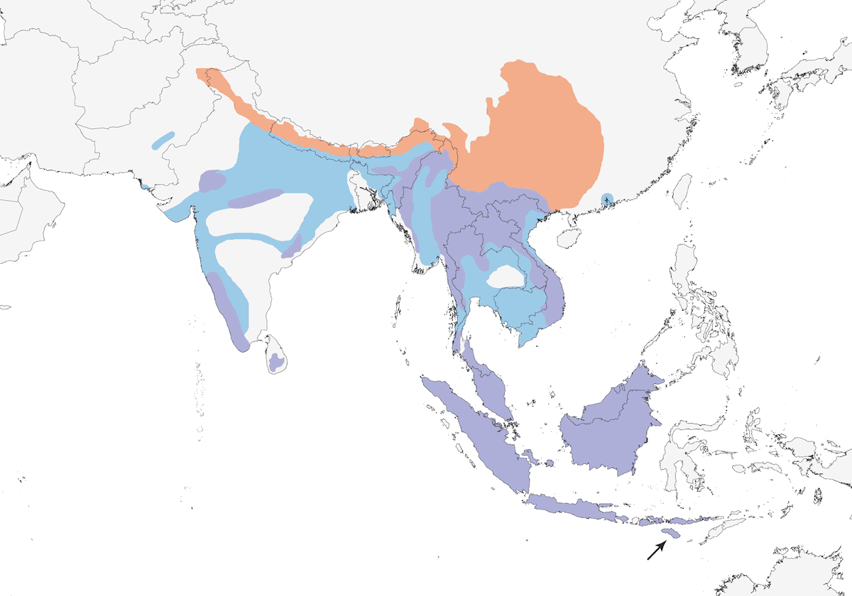 Gray-headed Canary-Flycatcher, Distribution 1