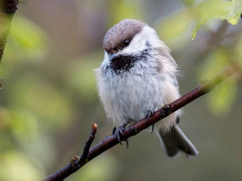 Cinciallegra dalla testa grigia, Foto 3