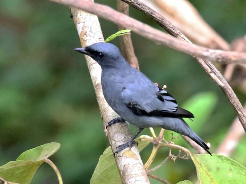 Ciccadaio testagrigia, Foto 4