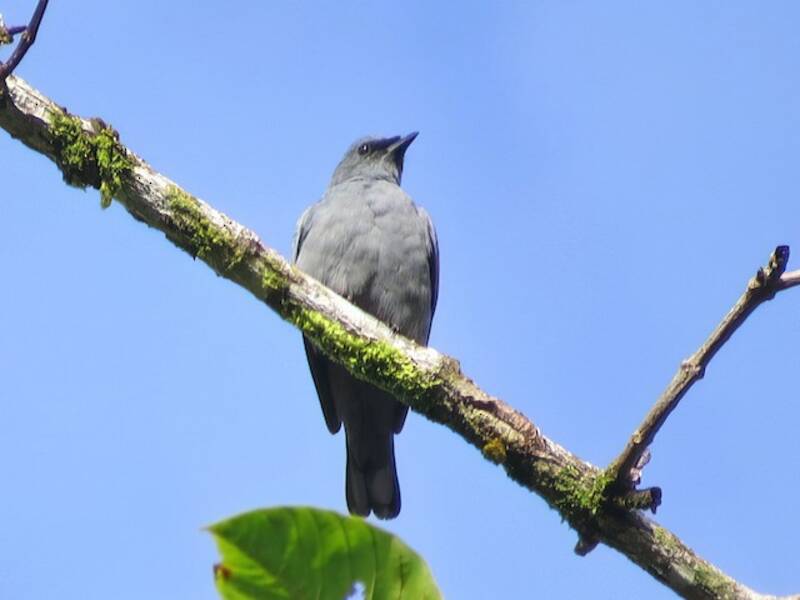 Ciccadaio testagrigia, Foto 2