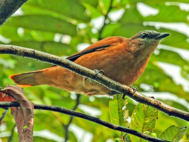Ciccadaio testagrigia, Foto 3