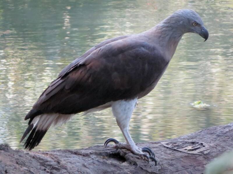 Gray-headed Fish-Eagle (Icthyophaga ichthyaetus)