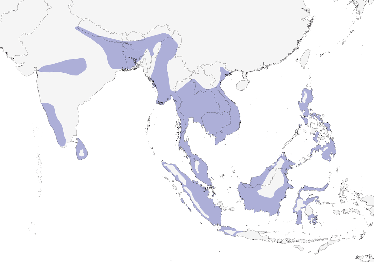 Pigargo de Cabeza Gris, Distribución 1