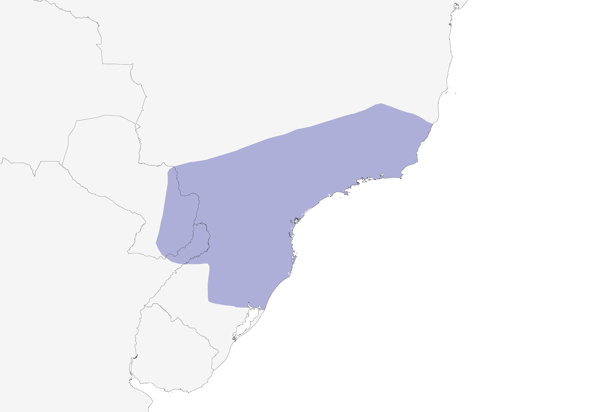 Mosquero Capirotado, Distribución 1