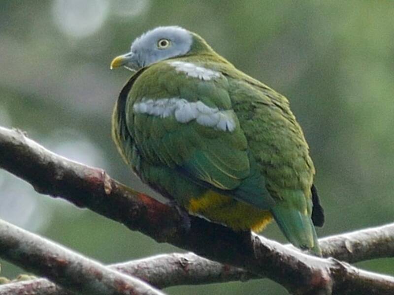 Tilopo cabecigrís, Fotos 2