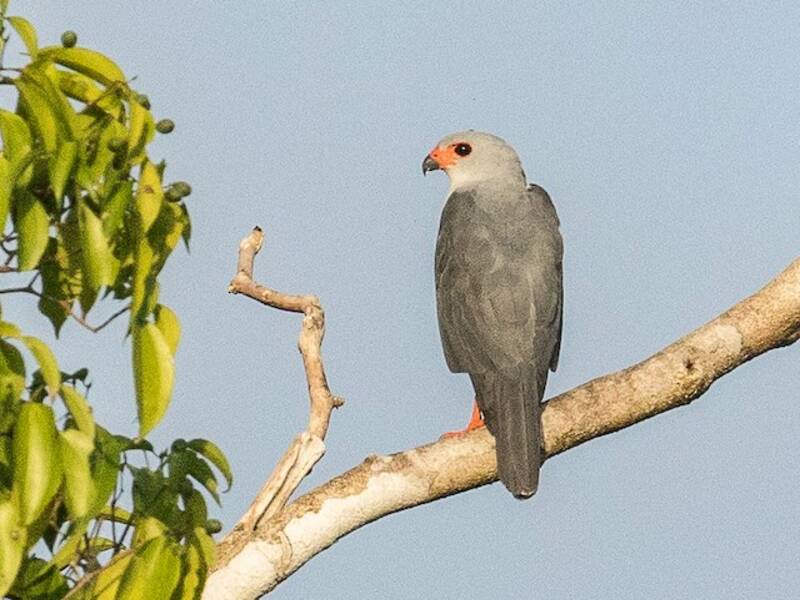 Azor de Cabeza Gris, Fotos 4