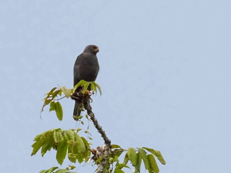Azor de Cabeza Gris