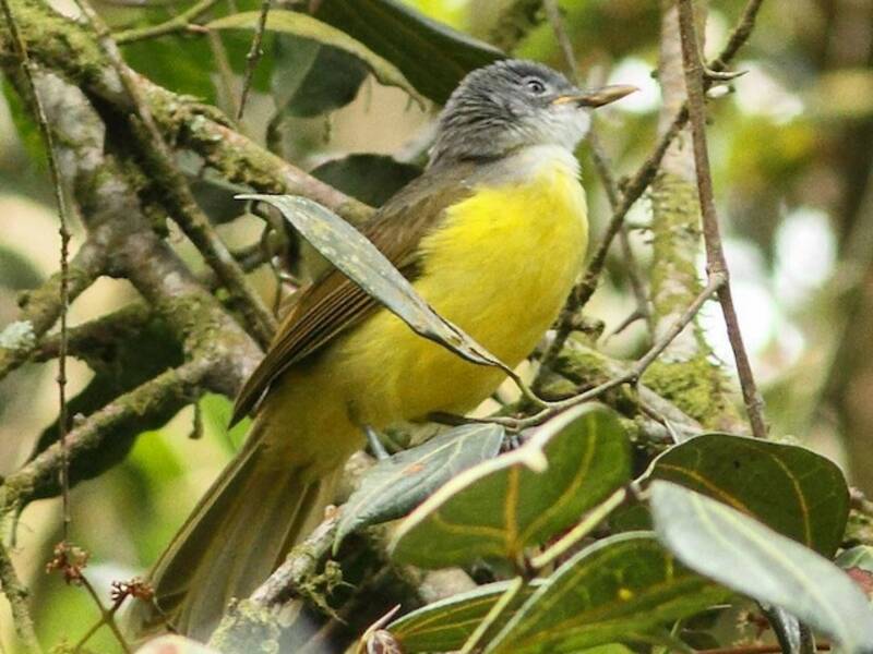 Bulbul à tête grise, Photos 2