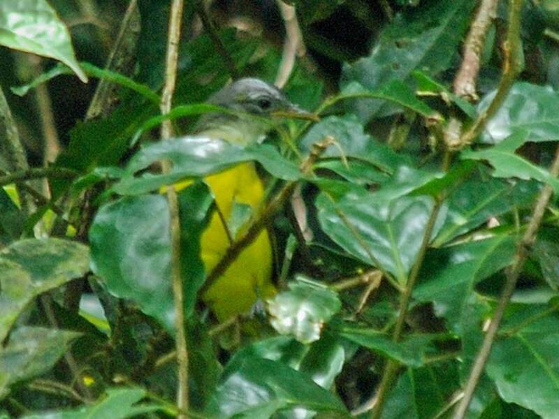 Gray-headed Greenbul