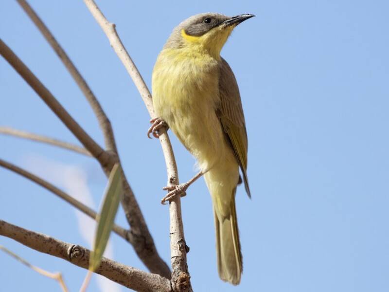 Gray-headed Honeyeater