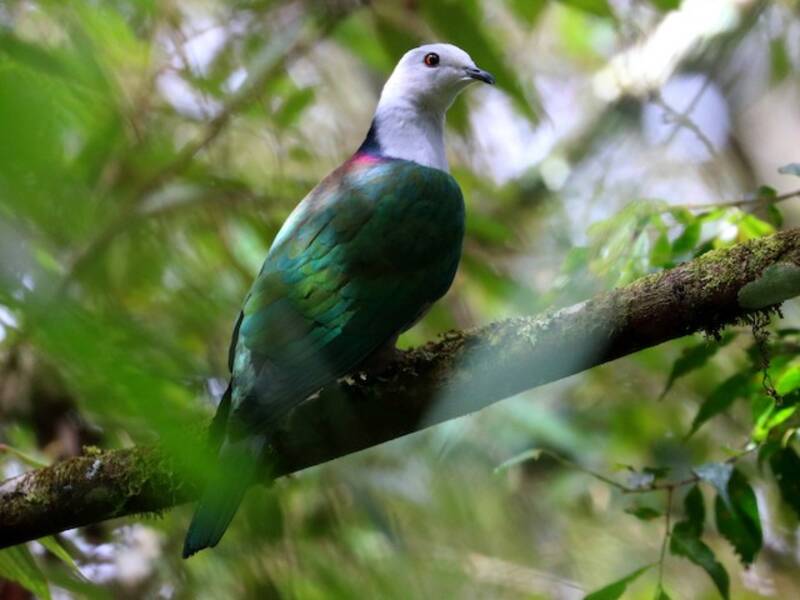 Gray-headed Imperial-Pigeon, 照片 3