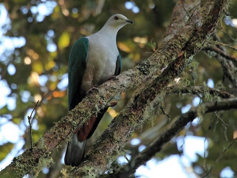 Gray-headed Imperial-Pigeon, 照片 2