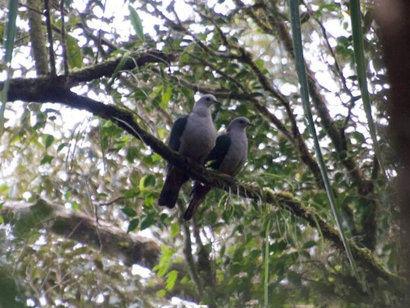 Gray-headed Imperial-Pigeon, 照片 4