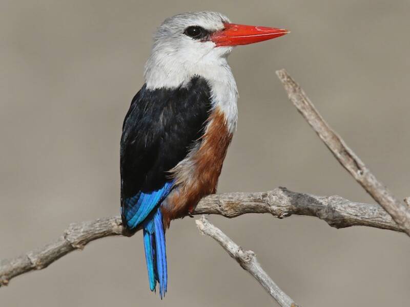 Gray-headed Kingfisher, Photos 4