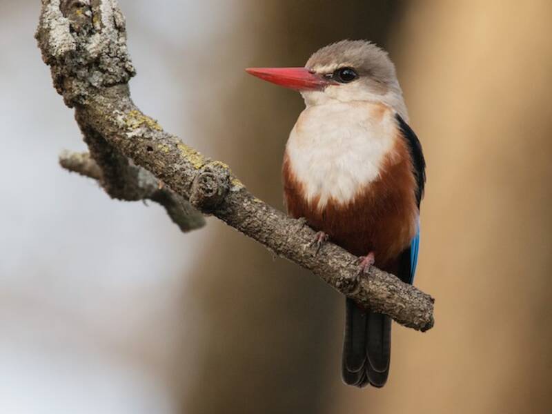Gray-headed Kingfisher, Photos 3