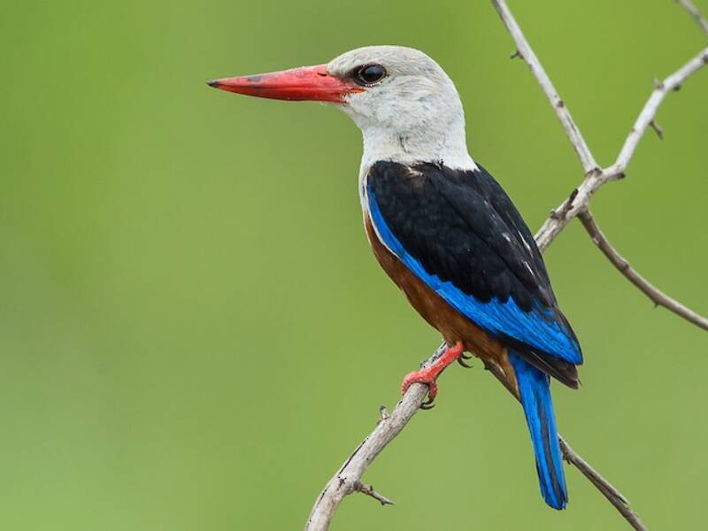 Gray-headed Kingfisher, Photos 2