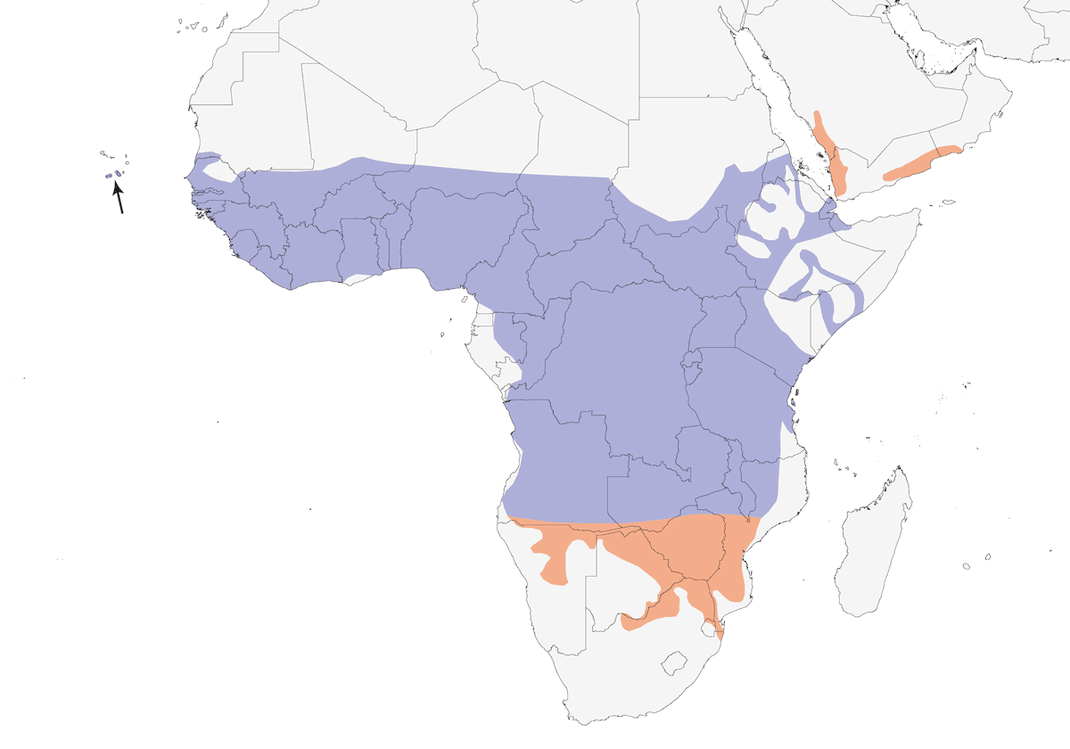 Gray-headed Kingfisher, Distribution 1