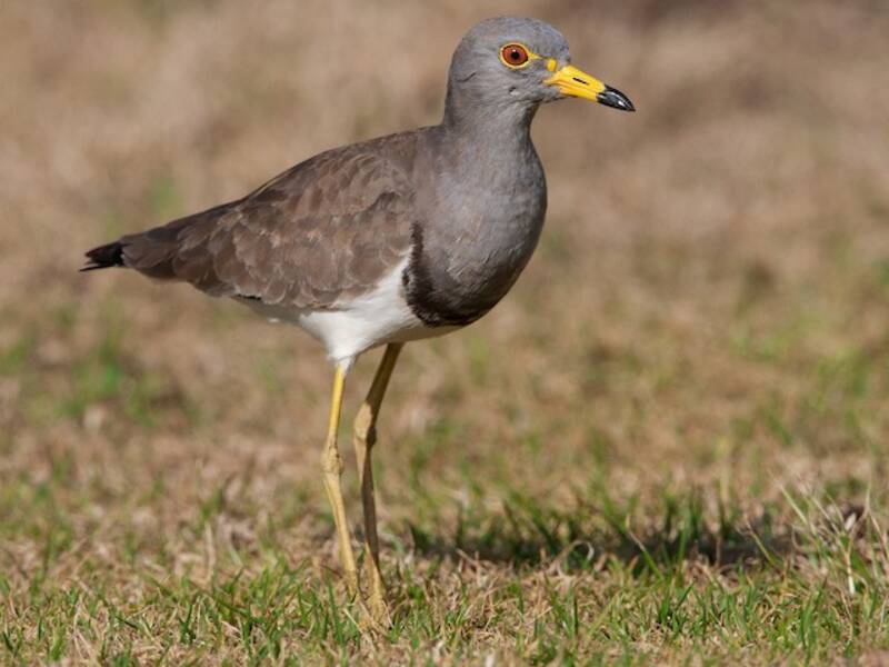 Gray-headed Lapwing, Photos 2